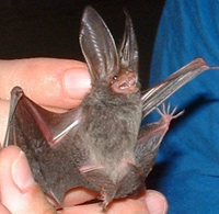 Tampa Bay Bats can humanely relocate Rafinessque's Big-Eared Bats