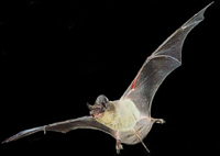 Tampa Bay Bats can humanely relocate Brazilian Free-Tailed Bats