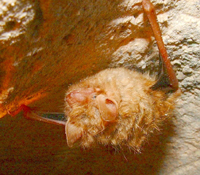 Tampa Bay Bats can humanely relocate Eastern Pipistrelle Bats