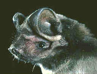 Tampa Bay Bats can humanely relocate FL Wagner's Mastiff Bats