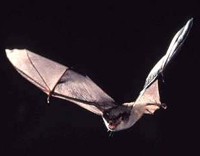 Tampa Bay Bats can humanely relocate Gray Bats