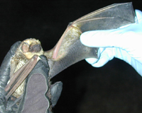 Tampa Bay Bats can humanely relocate Hoary Bats