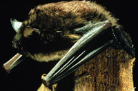 Tampa Bay Bats can humanely relocate Indiana Bats