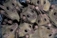 Tampa Bay Bats can humanely relocate Jamacian Fruit Bats