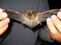 Tampa Bay Bats can humanely relocate Little Brown Bats
