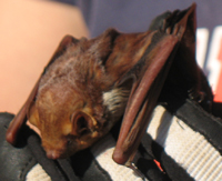 Tampa Bay Bats can humanely relocate Seminole Bats