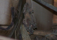 Tampa Bay Bats is experienced with all species of bats.